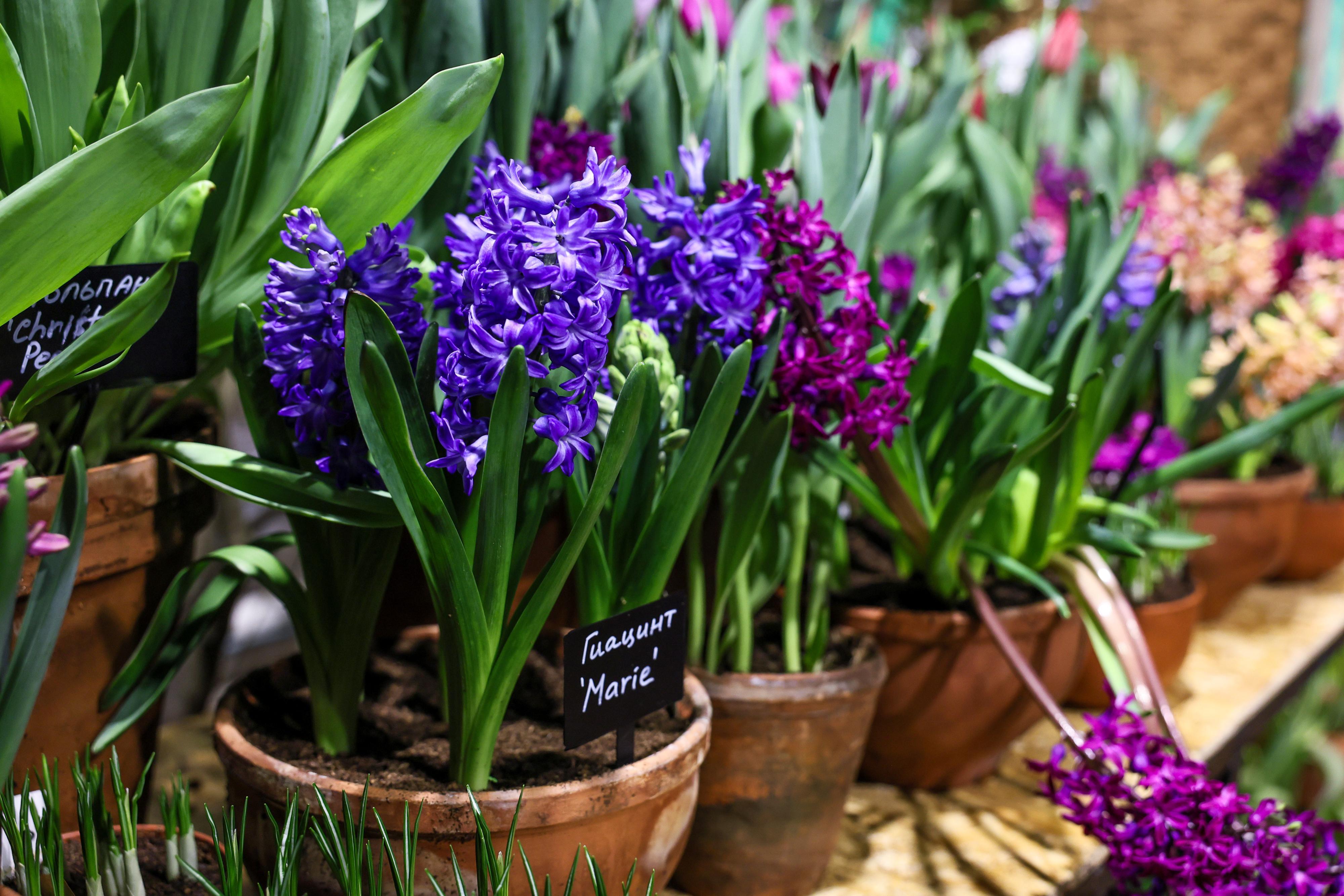 Гиацинты и петунии на подоконнике: как пермякам украсить дом к весне