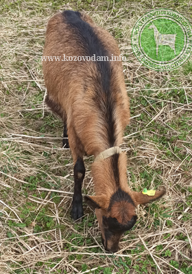 Луна 1 Kva goats.jpg