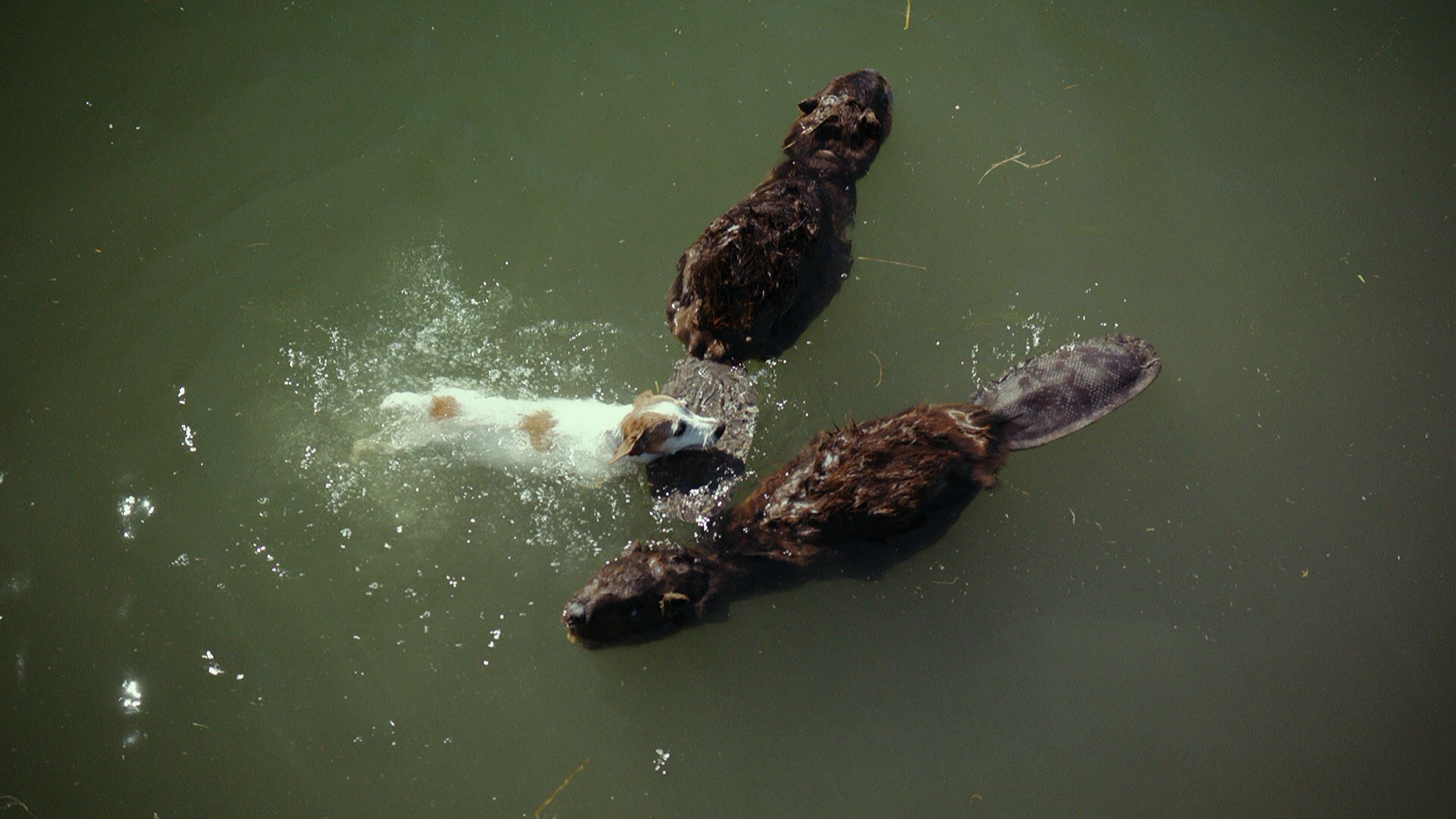 Zombeavers.2014.Universal.Studios.BDRemux.1080p.mkv_20260419_182751.606.png