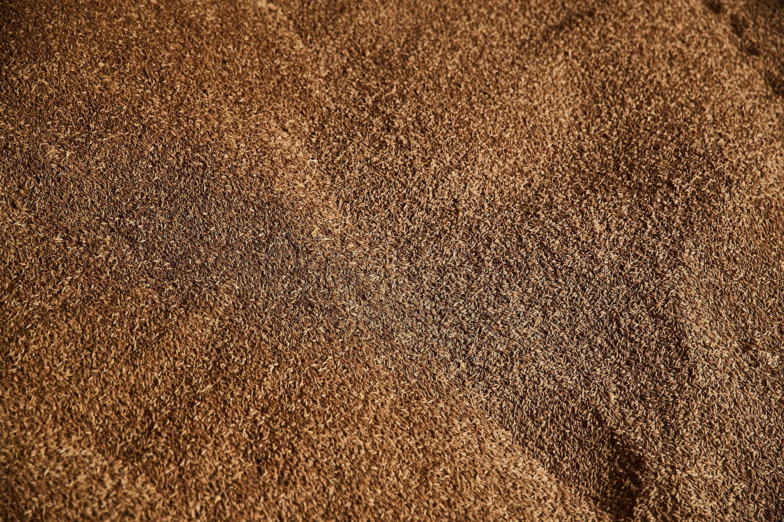 Российские аграрии о ценах на пшеницу и ситуации в Ормузском проливе