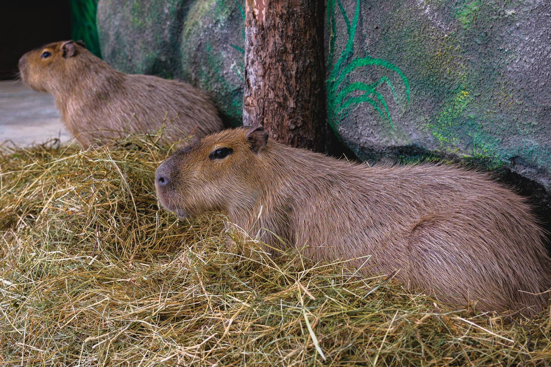 Пермский зоопарк изменяет часы работы с 1 мая — теперь до 21:00