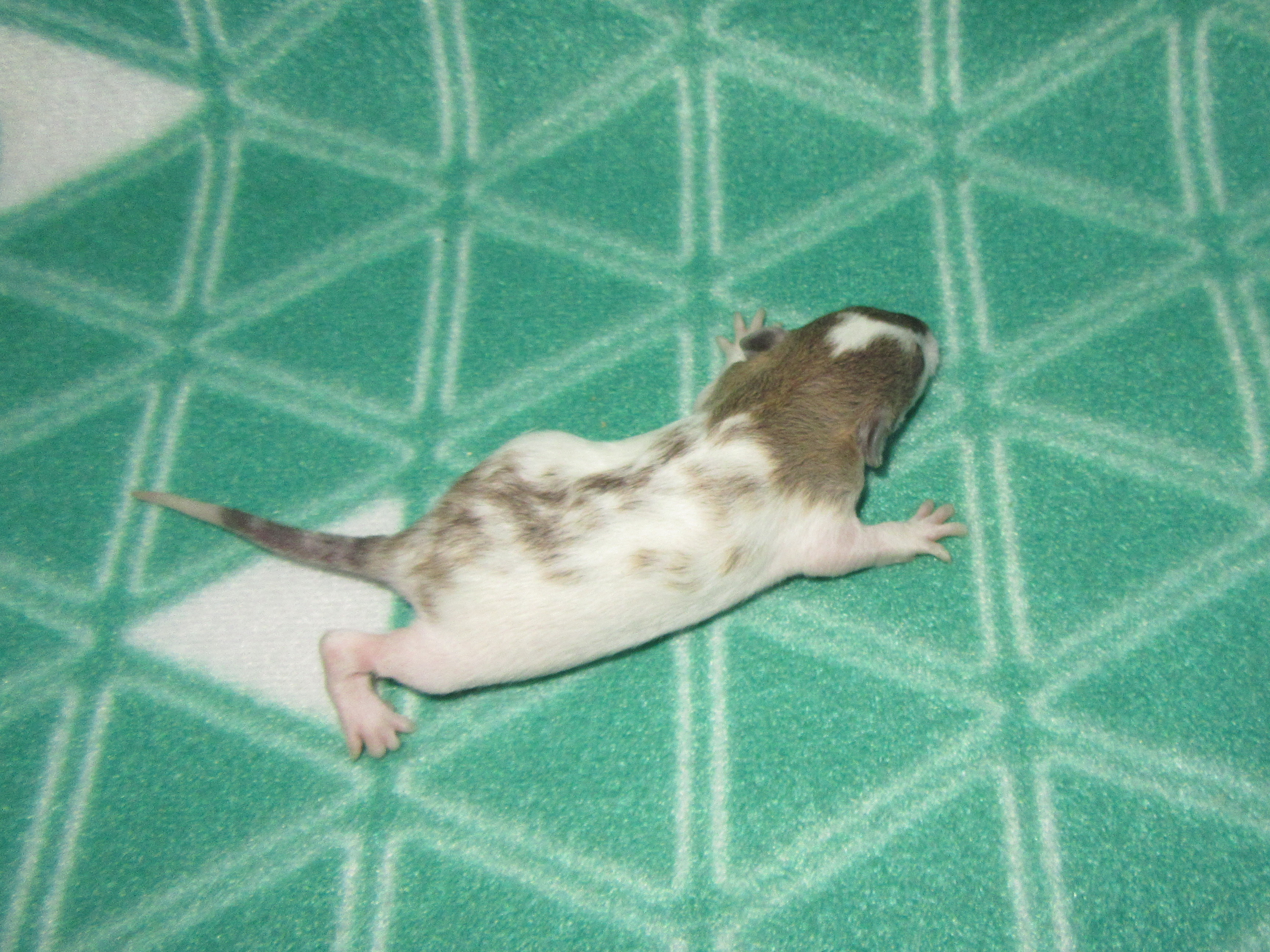 O4 M2 21.jpg