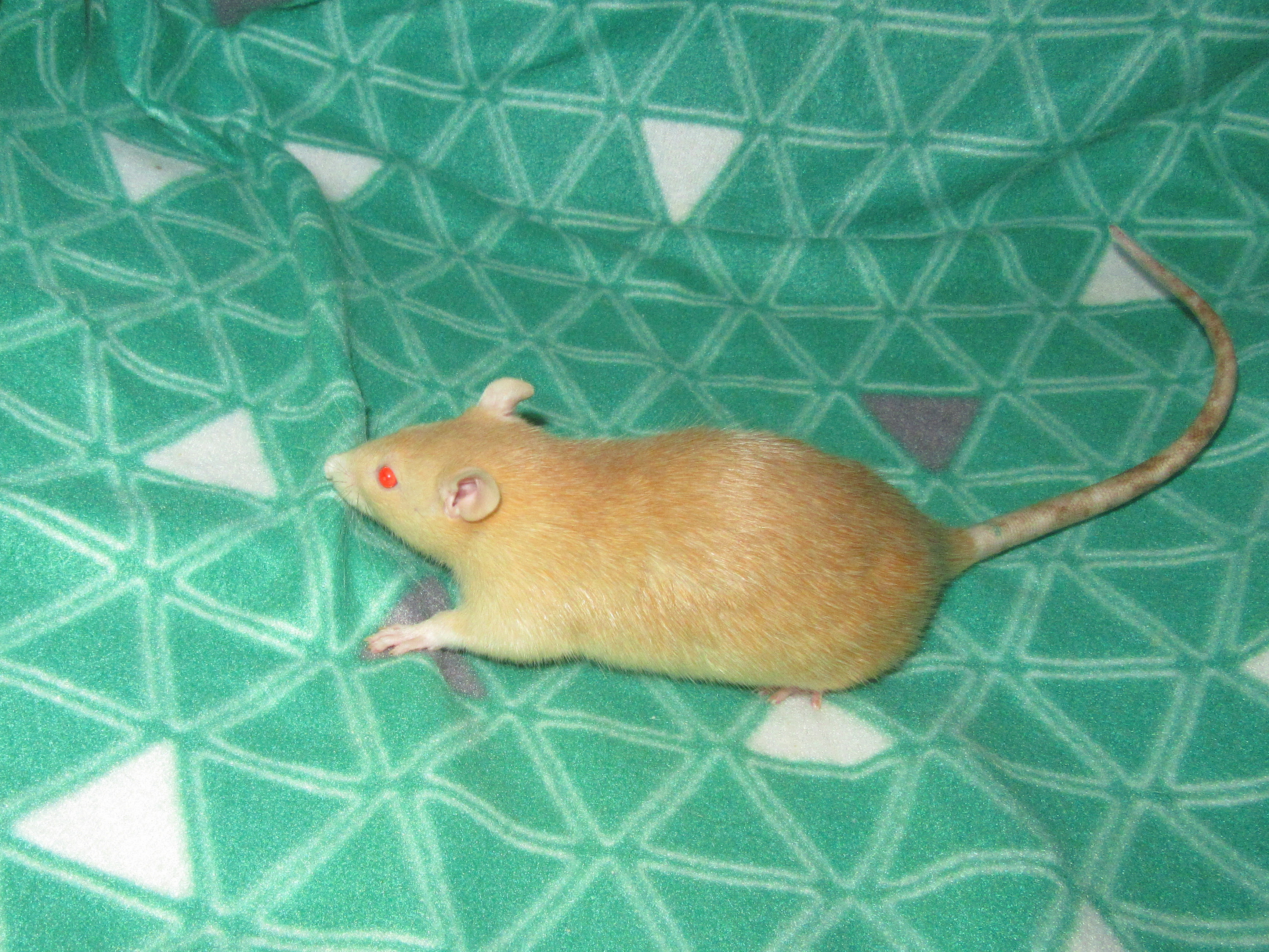 Макарена 02.jpg
