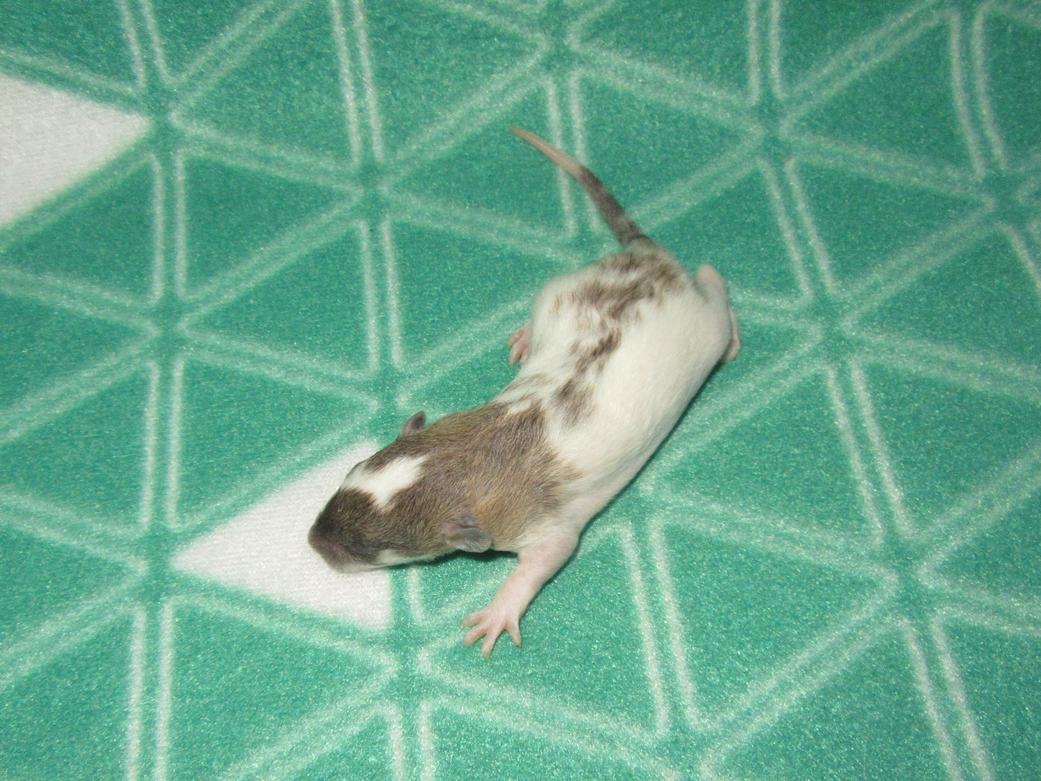 O4 M2 22.jpg