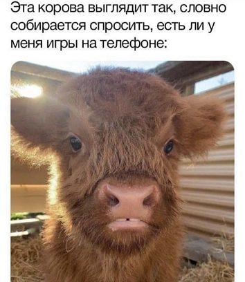 https://i5.imageban.ru/out/2026/05/29/b55e63cad9b08a161858950fa9b30321.png