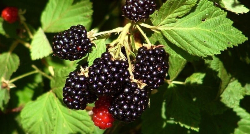 c95a74ad80032a4c04ad021efdb46d4a.jpg