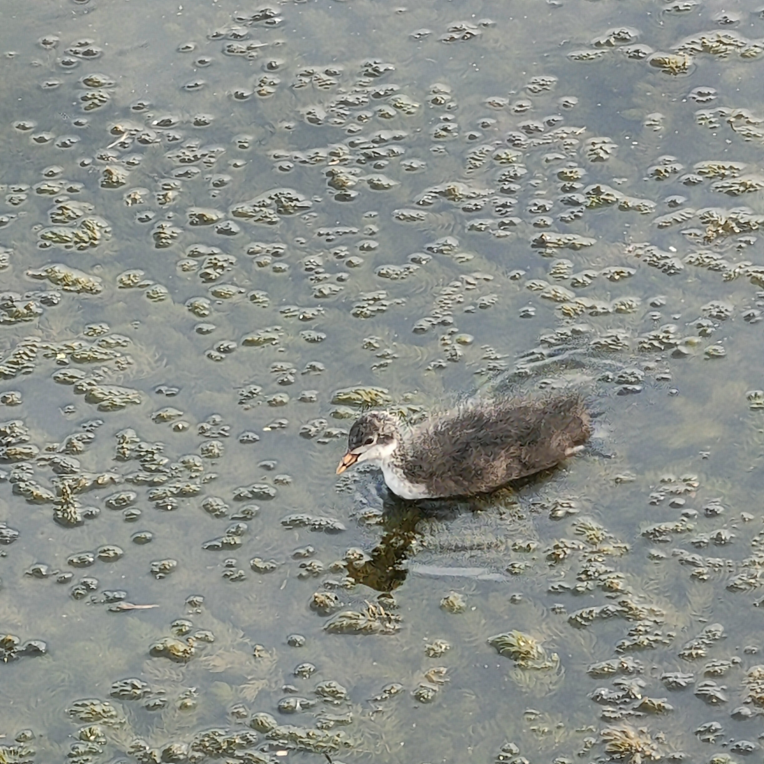 IMG20260725170100.jpg