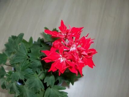 13. Пеларгония Vic Caws р7 13. Пеларгония Vic Caws р7