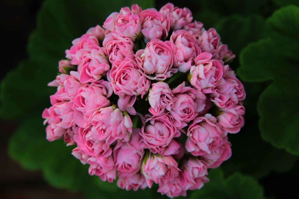 31. Пеларгония Australian Swanland Pink Rosebud р7 31. Пеларгония Australian Swanland Pink Rosebud р7