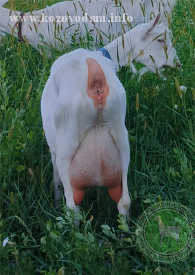 Джуля 2 ЛПХ Королёвых.jpg