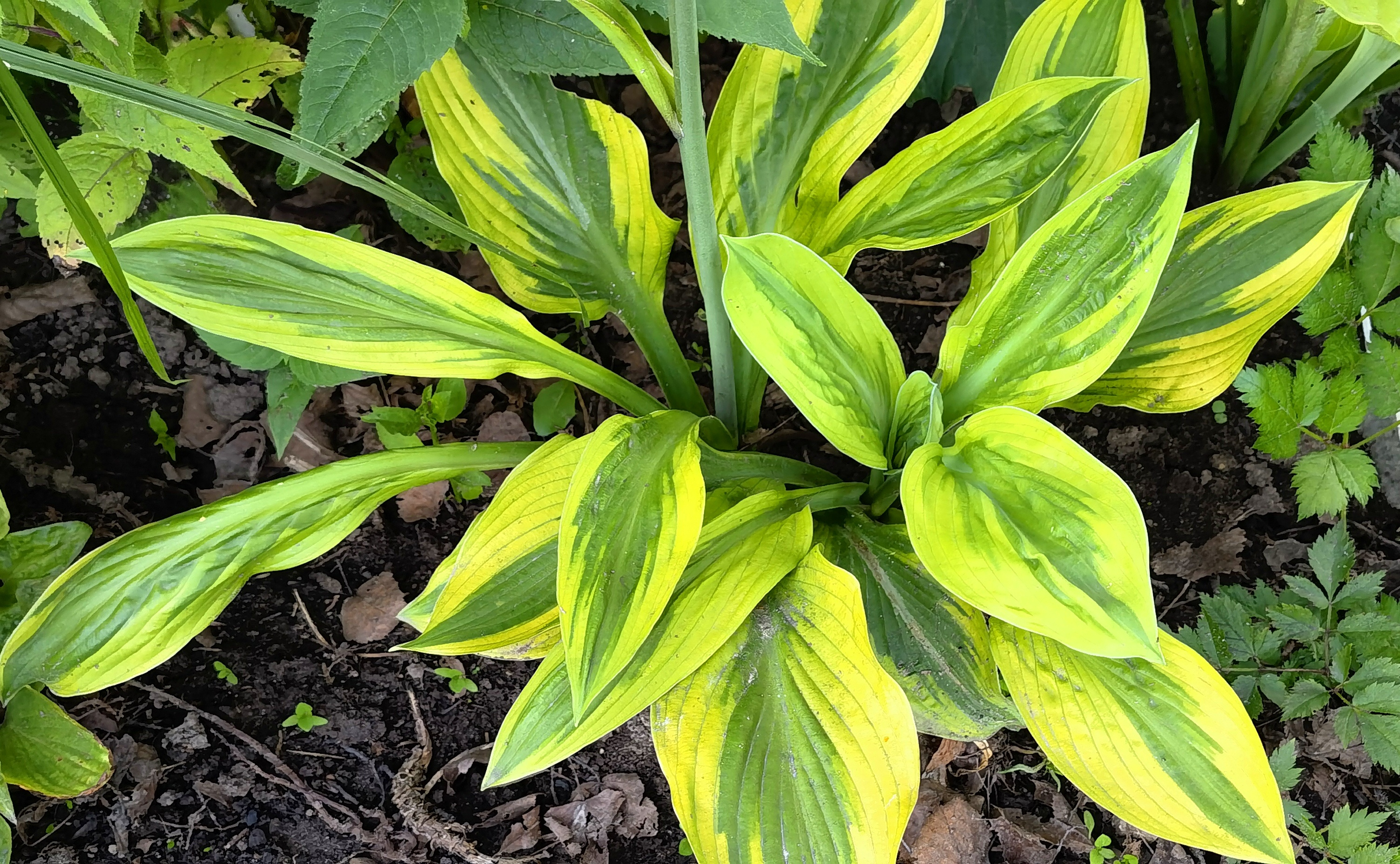 Хоста Foxfire Palm Sunday р9/ОКС