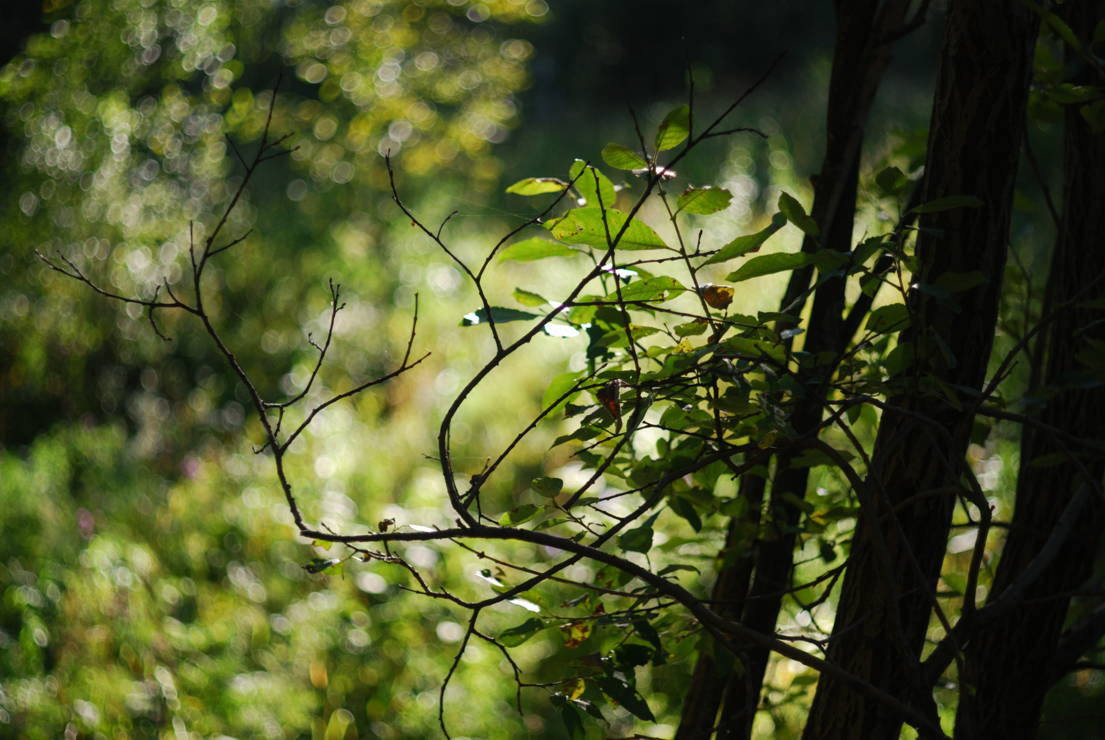 DSC_2287.JPG
