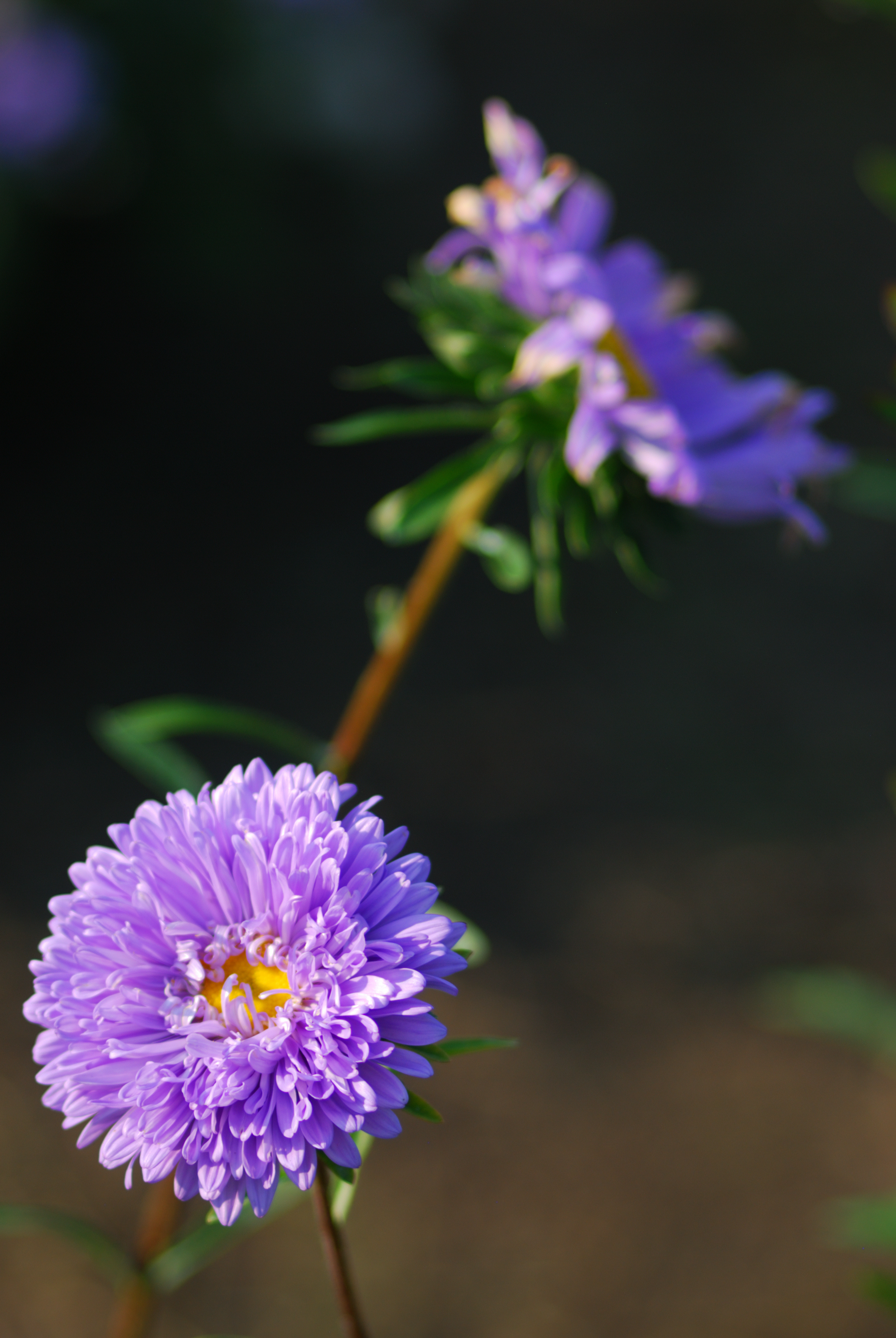 DSC_2198.JPG