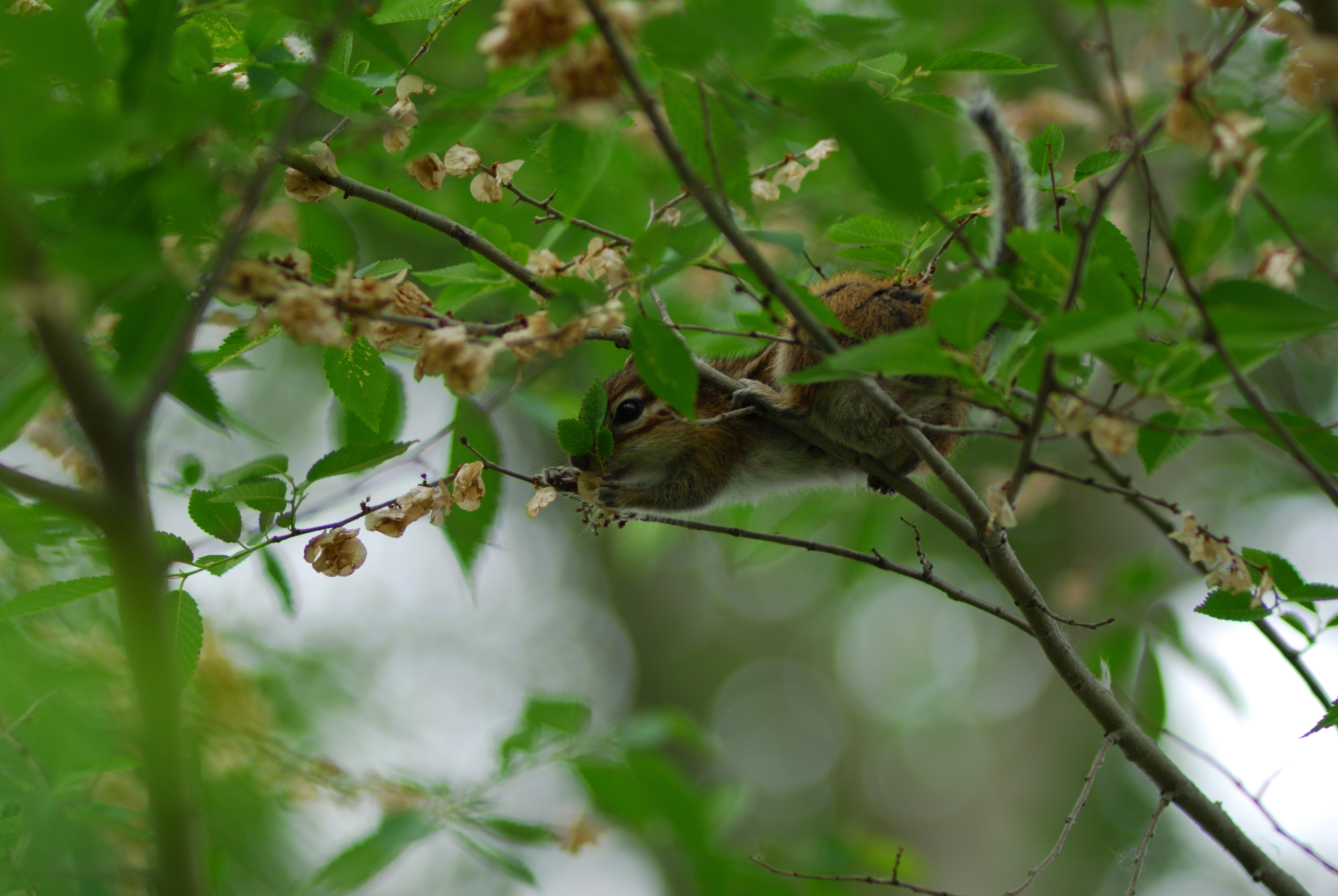 DSC_1462.JPG