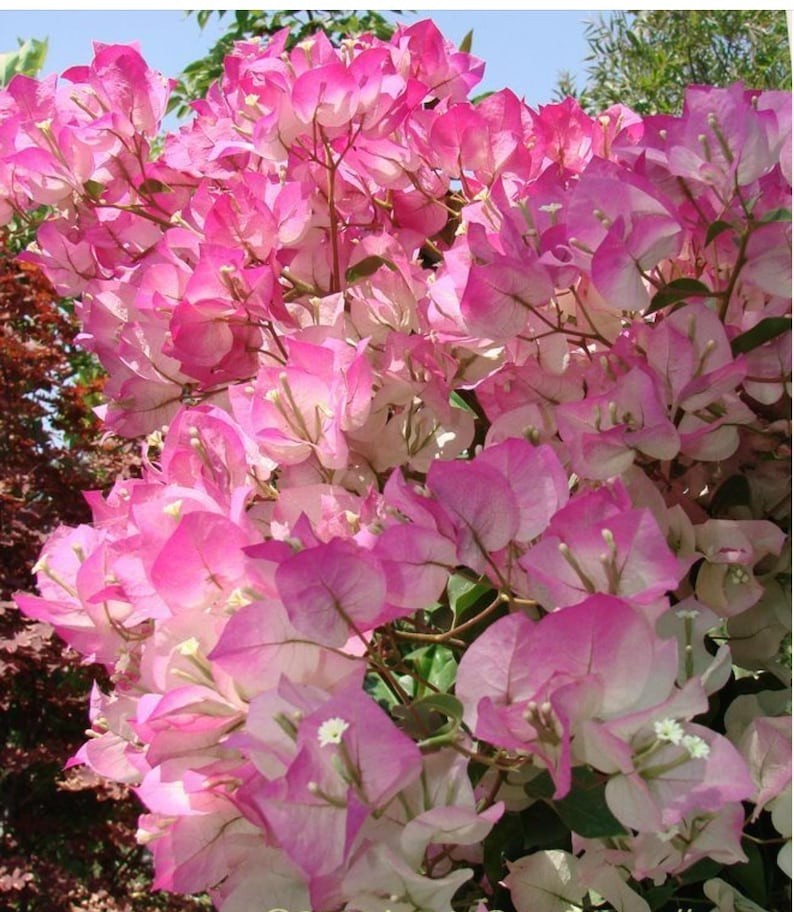 8. Бугенвиллия Sakura р7