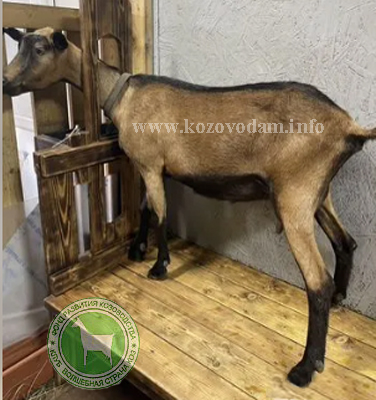 Джулия-Жуля 1 ЛПХ Смирновских.jpg