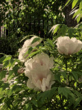 https://i5.imageban.ru/thumbs/2026.05.20/5ad0d499bf0c3e7eed252e3e671e2f7b.jpg